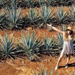 Distillery Entry Tickets and Tastings in Tequila Jalisco - An In-Depth Look at the Tequila Experience