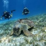 Diving for Beginners in Cozumel: Your First VIP Experience - Who Will Love This Tour?