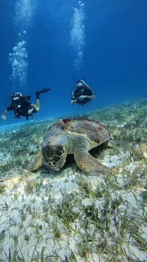 Diving for Beginners in Cozumel: Your First VIP Experience - Who Will Love This Tour?