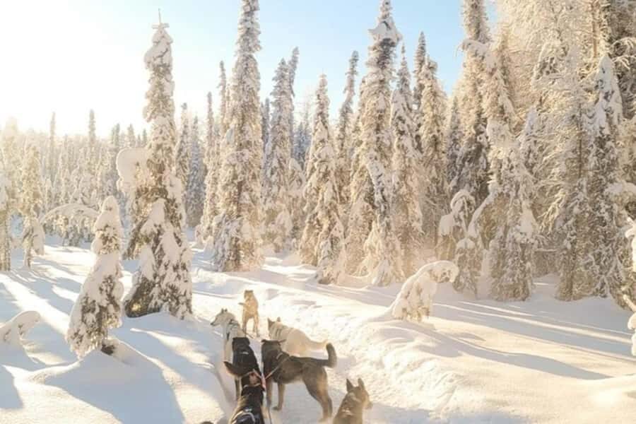 Dog Sledding & Animal Adventures  Anchorage Pickup - Why This Tour Offers Great Value