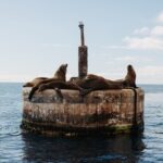 Dolphin and Sea Lion Tour of Catalina Island - A Deep Dive into the Catalina Dolphin and Sea Lion Tour Experience