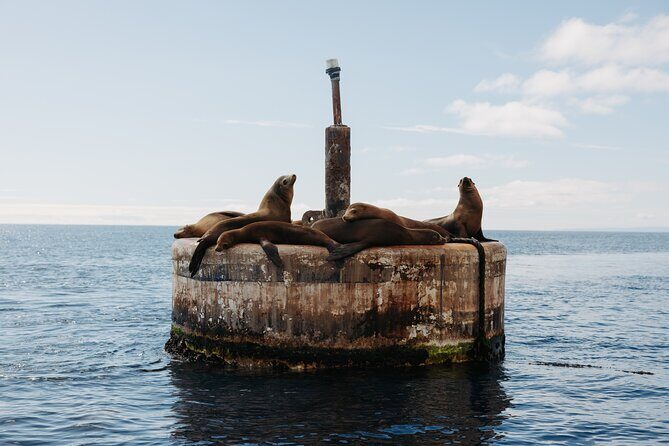 Dolphin and Sea Lion Tour of Catalina Island - A Deep Dive into the Catalina Dolphin and Sea Lion Tour Experience