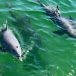 Dolphin Sightseeing Tour on Lazy Daze - Who Should Consider This Tour?