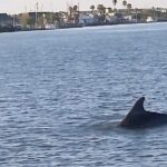 Dolphin Watching Tour - A Practical Overview of the Dolphin Watching Experience