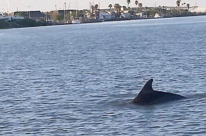 Dolphin Watching Tour - A Practical Overview of the Dolphin Watching Experience