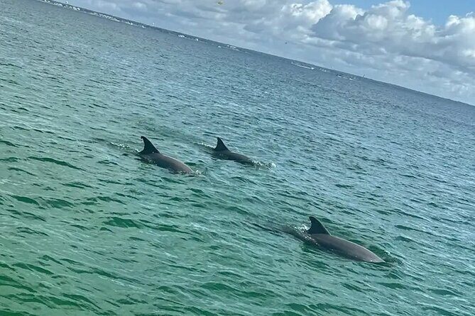 Dolphins and Donuts Boat Trip in Destin - Who Should Consider This Experience?