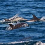 Early Bird Latin Inspired Dinner Cruise - In-Depth Analysis: Why This Cruise Offers Good Value