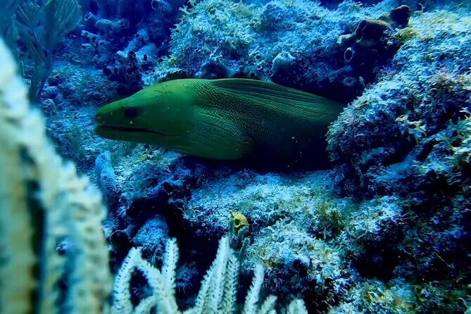 Eco Conscious Reef Diving with Southpoint Divers - The Sum Up: Is It Worth It?