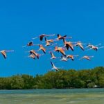 Eco Safari through the Ria Lagartos Natural Park - Visiting the Ria Lagartos Biosphere Reserve