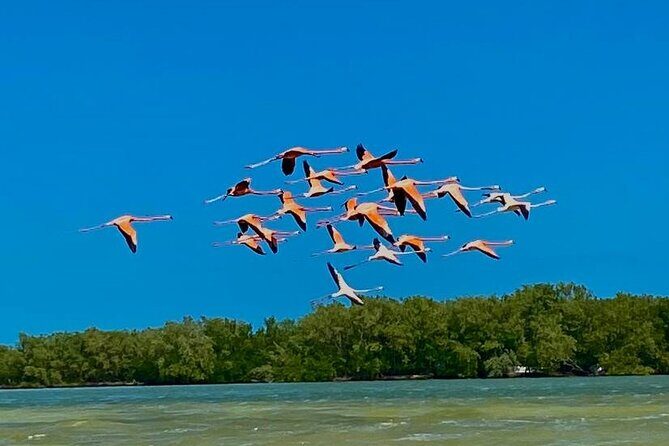 Eco Safari through the Ria Lagartos Natural Park - Visiting the Ria Lagartos Biosphere Reserve