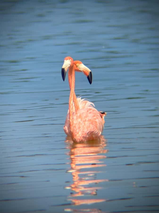 ECOSAFARI: Explore the mangroves, flamingos and crocodiles. - An In-Depth Look at the ECOSAFARI Experience