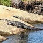 Epic 2-Hour Kissimmee E-Bike Adventure Awaits with Toho Bikes! - Who Will Love This Tour?