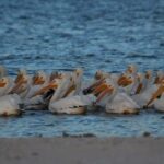 Everglades: 2 hour Manatee, Dolphin & Birding Boat Tour - Final Thoughts