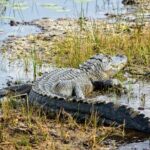 Everglades Airboat Ride and Nature Walk Private Tour - The Sum Up: Who Is This Tour Perfect For?