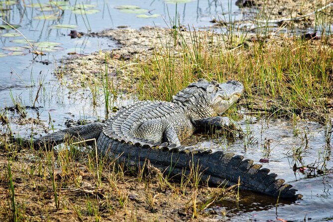 Everglades Airboat Ride and Nature Walk Private Tour - The Sum Up: Who Is This Tour Perfect For?