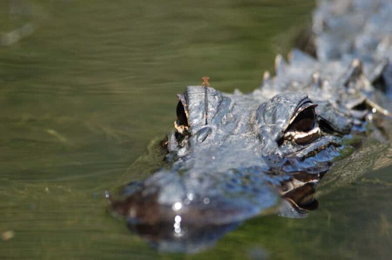 Everglades National Park: Mangrove Tunnel Kayak Eco-Tour - Who Will Love This Tour?