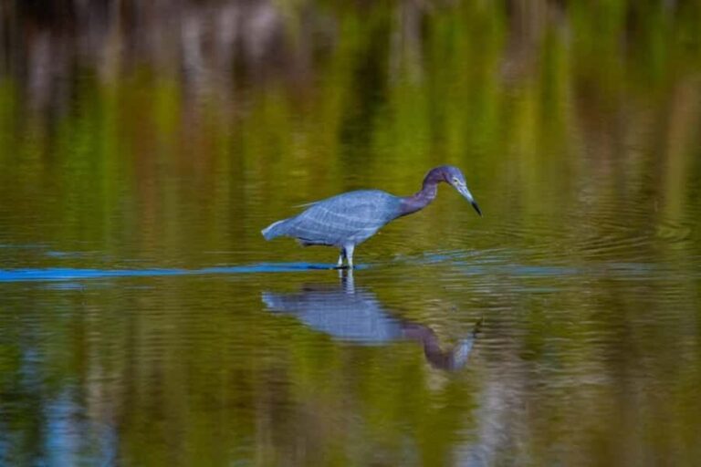 Everglades National Park: Mangrove Wilderness Tour - Analyzing the Value