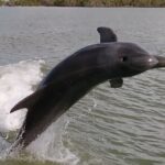 Everglades Small Group Guided Boating and Walking Expedition - Who Would Love This Tour?