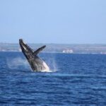 Exceptional Maui Whale Watch - The Itinerary: What to Expect