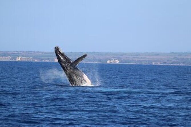 Exceptional Maui Whale Watch - The Itinerary: What to Expect