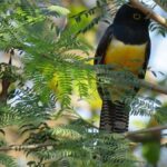 Exclusive birdwatching tour in Campeche - A Detailed Look at the Birdwatching Experience in Campeche