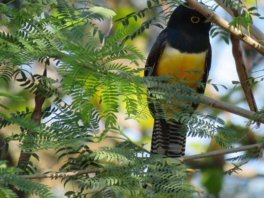 Exclusive birdwatching tour in Campeche - A Detailed Look at the Birdwatching Experience in Campeche