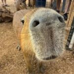 Exotic Animal Encounter Marana, AZ - 15 Friendly Capybara - Summary of the Experience