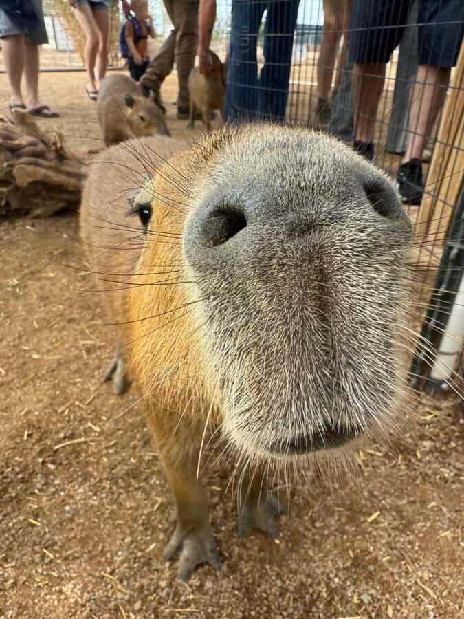 Exotic Animal Encounter Marana, AZ - 15 Friendly Capybara - Summary of the Experience