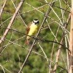 Experience Oaxaca Birdwatching at Dawn - Why This Tour Offers Good Value