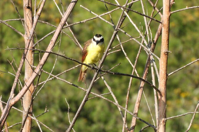 Experience Oaxaca Birdwatching at Dawn - Why This Tour Offers Good Value