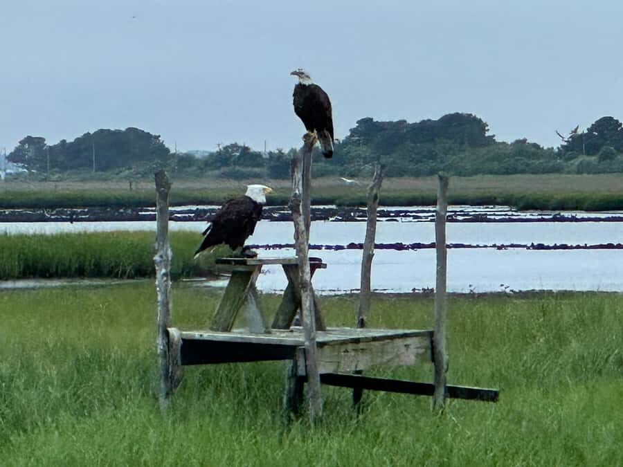 Famous Chincoteague Pony Cruise with Expert Narration - A Deep Dive into the Experience