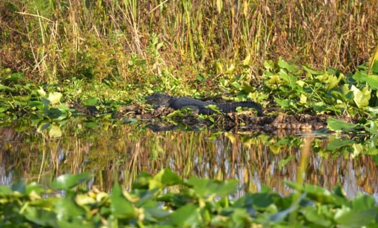 Florida: 90 Minute Everglades Cruise - The Sum Up: The Value of a Gentle Glimpse into the Everglades