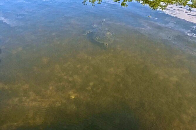 Fort Lauderdale: Kayak and Paddleboard Mangroves Eco Adventure - Why This Tour Offers Great Value