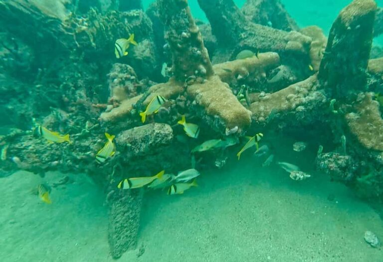 Fort Lauderdale: Ocean Reef Snorkel Tour w/ Snacks & Drinks - A Closer Look at the Ocean Reef Snorkeling Tour