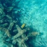 Fort Lauderdale: Ocean Reef Snorkeling Tour w/ Snacks & Drinks - Who Will Love This Tour?