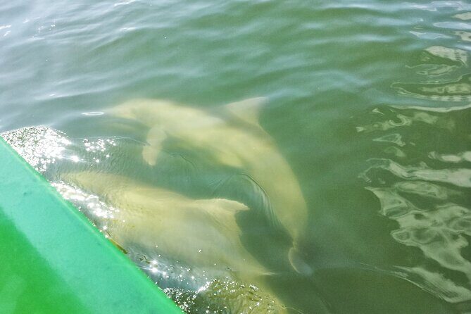 Friday and Saturday 1 pm Dolphin Tour - Who Would Love This Tour?