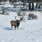 From Boulder or Denver: Rocky Mountain National Park Tour - Who Is This Tour Best For?
