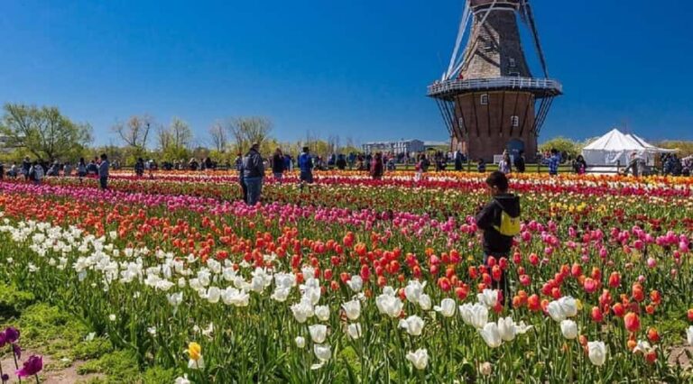 From Chicago:1-Day Windmill Island w/Seasonal Tulip Upgrade - Why This Tour Is a Great Choice