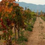 From Cottonwood: 2-Hour Water to Wine Kayak Tour - Exploring the Verde River and Alcantara Vineyards