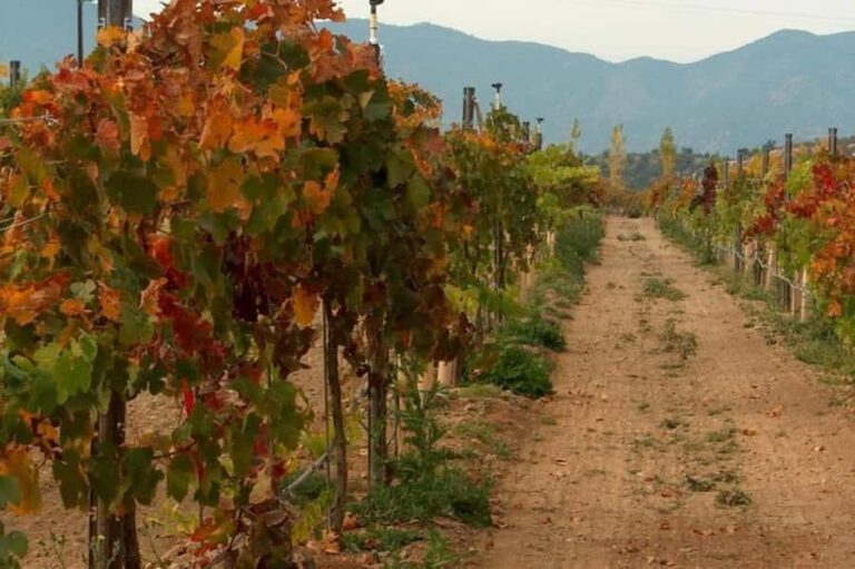 From Cottonwood: 2-Hour Water to Wine Kayak Tour - Exploring the Verde River and Alcantara Vineyards