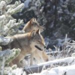 From Gardiner: Yellowstone Private Wolf & Wildlife Tour - Practical Details & Why They Matter