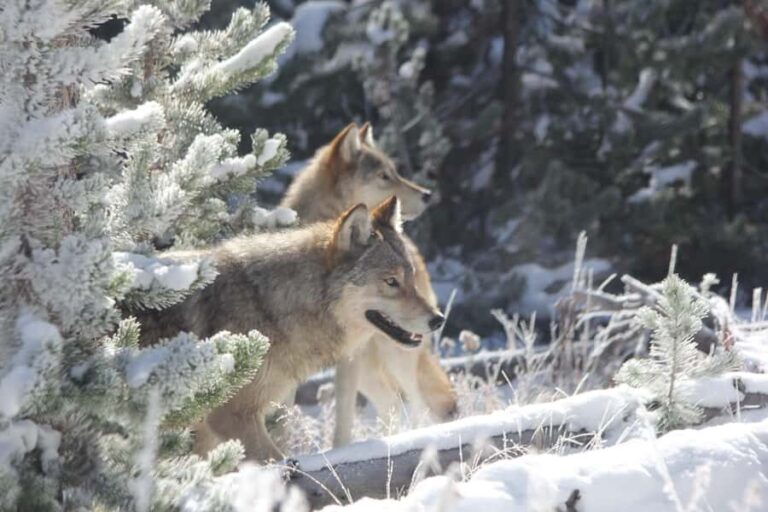 From Gardiner: Yellowstone Private Wolf & Wildlife Tour - Practical Details & Why They Matter