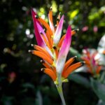 From Huatulco: Exotic garden on an ecotourism ranch and a visit to a viewpoint - Practical Details and Tips