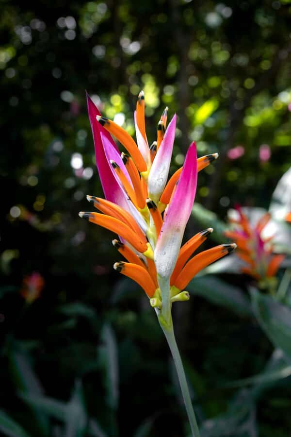 From Huatulco: Exotic garden on an ecotourism ranch and a visit to a viewpoint - Practical Details and Tips