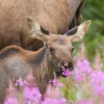 From Jackson Hole: Yellowstone Old Faithful, Waterfalls and Wildlife Day Tour - The Experience: What Travelers Say
