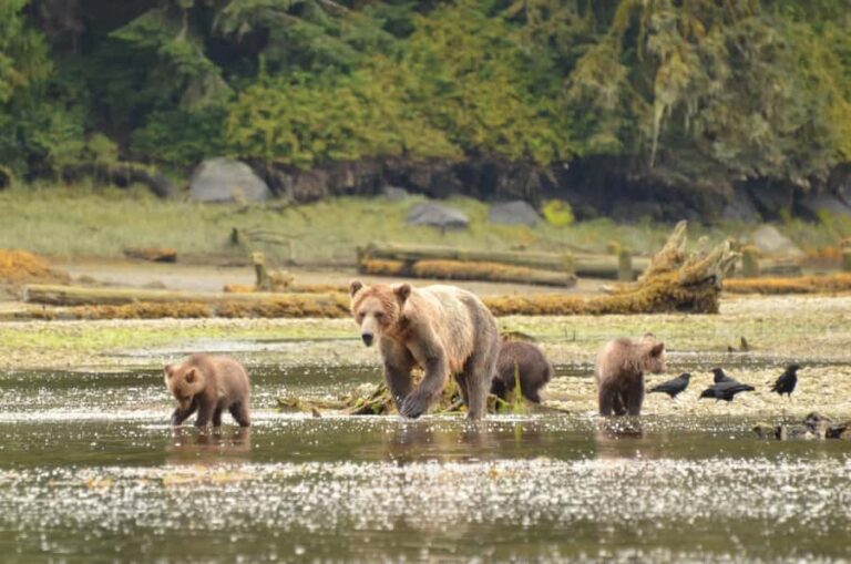 From Juneau: Bear Viewing on Chichagof Island - The Sum Up