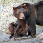 From Juneau: Exclusive Tongass Locally Guided Bear Viewing - The Itinerary: What to Expect on Your Wilderness Journey