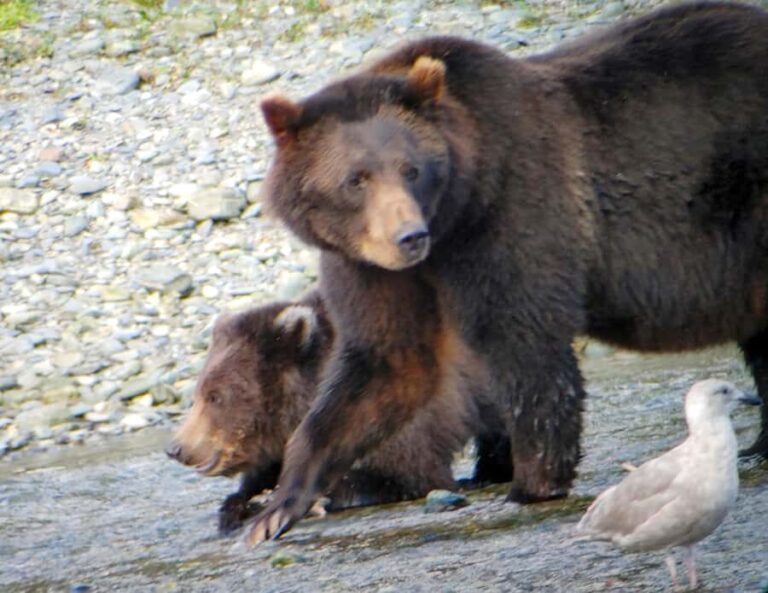 From Juneau: Exclusive Tongass Locally Guided Bear Viewing - The Itinerary: What to Expect on Your Wilderness Journey