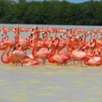 From Merida to Celestún: Biosphere, Flamingos & Beach Escape - Exploring the Celestún Biosphere: What It’s All About