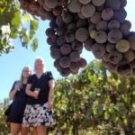 From Vine to Glass in Bajas Beautiful Valleys - A Deep Dive into the Valle de Guadalupe Wine Tour